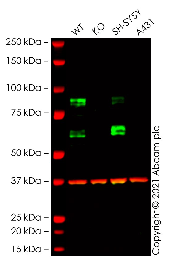 Western blot - Human APBB1 (FE65) knockout HEK-293T cell line (AB267294), expandable thumbnail