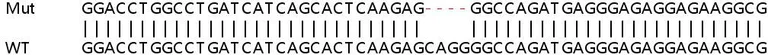 Sanger Sequencing - Human APBB1 (FE65) knockout HEK-293T cell lysate (AB257833)