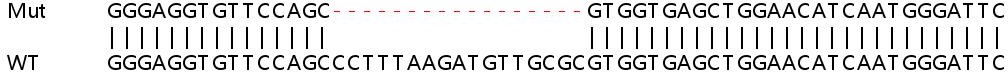Sanger Sequencing - Human APEX2 knockout HEK-293T cell line (AB266558), expandable thumbnail