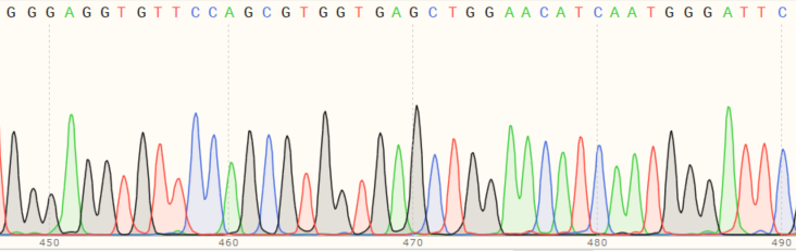 Sanger Sequencing - Human APEX2 knockout HEK-293T cell line (AB266558), expandable thumbnail