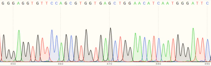 Sanger Sequencing - Human APEX2 knockout HEK-293T cell line (AB266558)