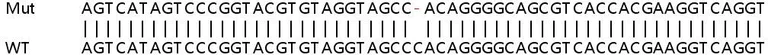 Sanger Sequencing - Human APLNR (APJ Receptor) knockout HeLa cell lysate (AB258306)