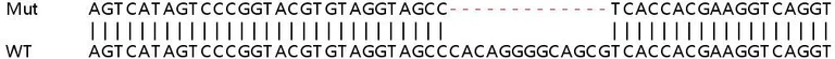 Sanger Sequencing - Human APLNR (APJ Receptor) knockout HeLa cell lysate (AB258306)