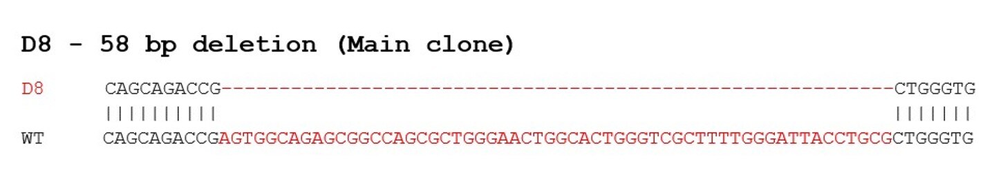 Sanger Sequencing - Human APOE knockout Hep G2 cell line (AB280875), expandable thumbnail