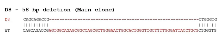Sanger Sequencing - Human APOE knockout Hep G2 cell line (AB280875)