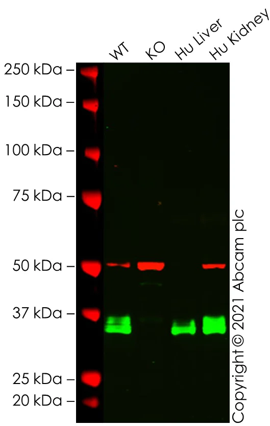 Western blot - Human APOE knockout Hep G2 cell line (AB280875)