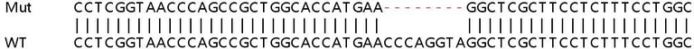 Sanger Sequencing - Human APOL2 knockout A549 cell lysate (AB258308)