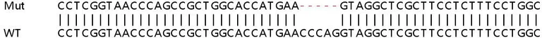 Sanger Sequencing - Human APOL2 knockout A549 cell lysate (AB258308)