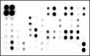 Array - Human Apoptosis Antibody Array - Membrane (43 Targets) (AB134001)