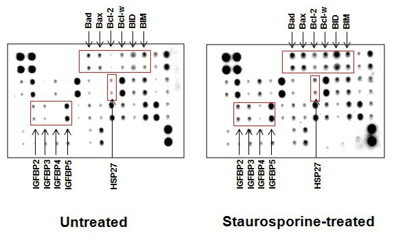 Multiplex Protein Detection - Human Apoptosis Antibody Array - Membrane (43 Targets) (AB134001)
