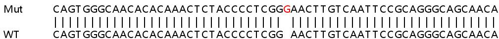 Sanger Sequencing - Human APP (Amyloid Precursor Protein) knockout HEK-293T cell line (AB255362), expandable thumbnail