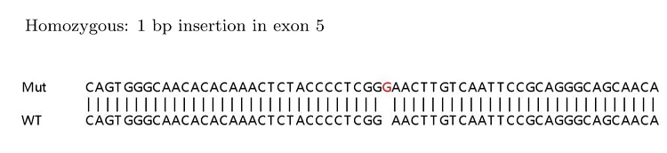 Sanger Sequencing - Human APP (Amyloid Precursor Protein) knockout HEK-293T cell lysate (AB263777)