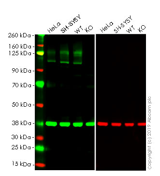 Western blot - Human APP (Amyloid Precursor Protein) knockout HEK-293T cell lysate (AB263777), expandable thumbnail