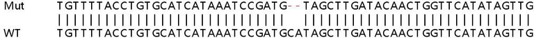 Sanger Sequencing - Human APPL1 (APPL) knockout HeLa cell line (AB265187)