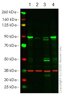 Western blot - Human APPL1 (APPL) knockout HeLa cell line (AB265187)