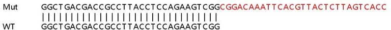 Sanger Sequencing - Human APTX (Aprataxin) knockout HeLa cell line (AB265118)