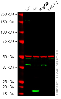 Western blot - Human APTX (Aprataxin) knockout HeLa cell lysate (AB257837)