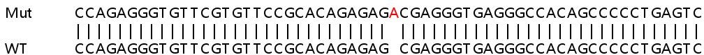 Human ARAP3 knockout HeLa cell lysate