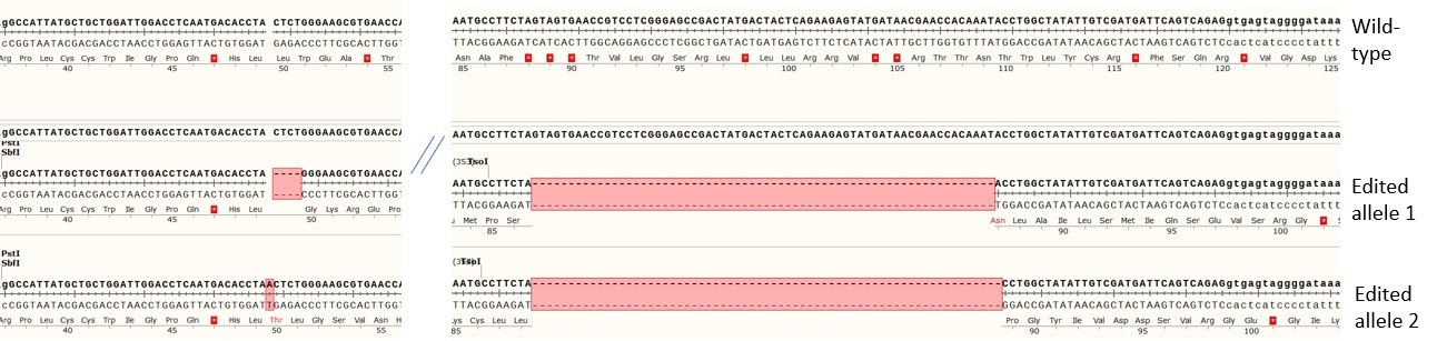 Next Generation Sequencing - Human AREG knockout A549 cell line (AB288948), expandable thumbnail