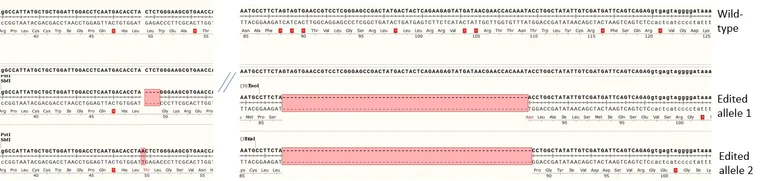 Next Generation Sequencing - Human AREG knockout A549 cell line (AB288948)