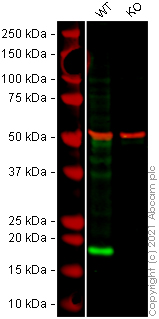 Western blot - Human ARF1 knockout HeLa cell lysate (AB257353), expandable thumbnail