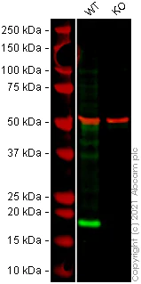 Western blot - Human ARF1 knockout HeLa cell lysate (AB257353)