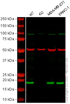 Western blot - Human ARF1 knockout HeLa cell lysate (AB257353)