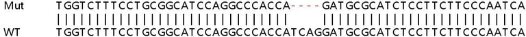 Sanger Sequencing - Human ARF3 knockout HEK-293T cell lysate (AB257839)