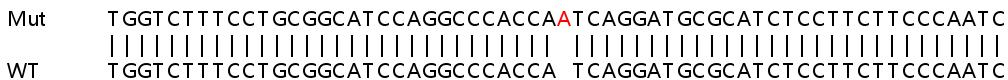 Human ARF3 knockout HEK-293T cell lysate