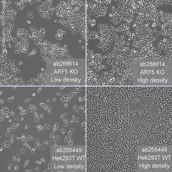 Cell Culture - Human ARF5 knockout HEK-293T cell line (AB266614)