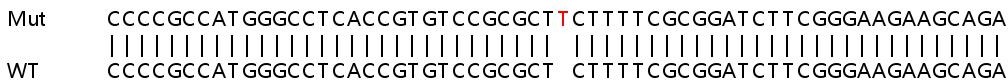 Sanger Sequencing - Human ARF5 knockout HEK-293T cell line (AB266614), expandable thumbnail