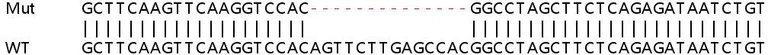 Sanger Sequencing - Human ARFIP1 (Arfaptin-1) knockout HEK-293T cell lysate (AB257841)