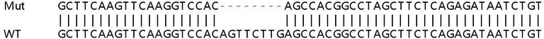 Sanger Sequencing - Human ARFIP1 (Arfaptin-1) knockout HEK-293T cell lysate (AB257841)