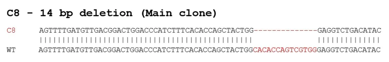 Sanger Sequencing - Human ARG1 knockout Hep G2 cell line (AB281603)