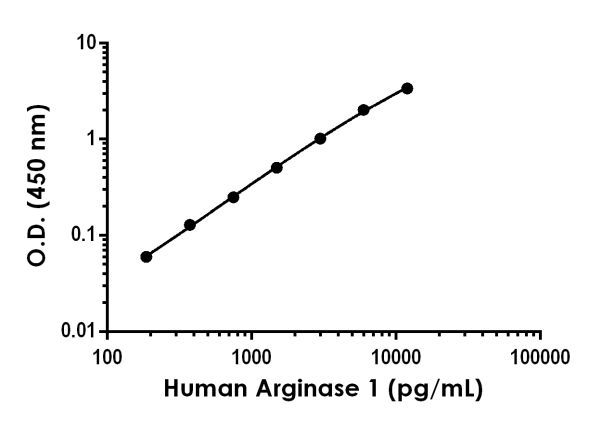 Sandwich ELISA - Human Arginase 1 ELISA Kit (AB230930), expandable thumbnail