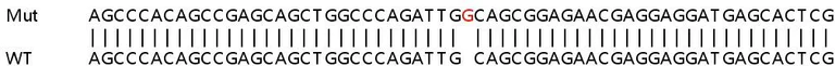 Sanger Sequencing - Human ARHGDIA (RhoGDI) knockout HEK-293T cell line (AB266446)