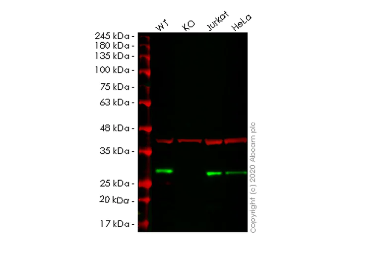 Western blot - Human ARHGDIA (RhoGDI) knockout HEK-293T cell line (AB266447)