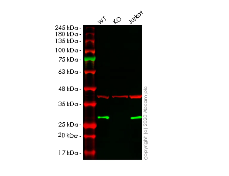 Western blot - Human ARHGDIA (RhoGDI) knockout HEK-293T cell line (AB266447)