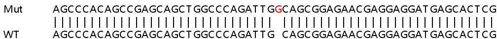 Sanger Sequencing - Human ARHGDIA (RhoGDI) knockout HEK-293T cell lysate (AB257355), expandable thumbnail