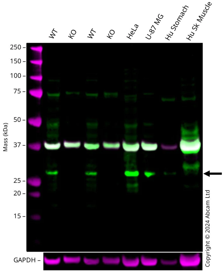 Western blot - Human ARHGDIA (RhoGDI) knockout HEK-293T cell lysate (AB257355)