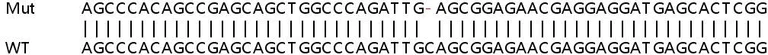 Sanger Sequencing - Human ARHGDIA (RhoGDI) knockout HEK-293T cell lysate (AB257356)