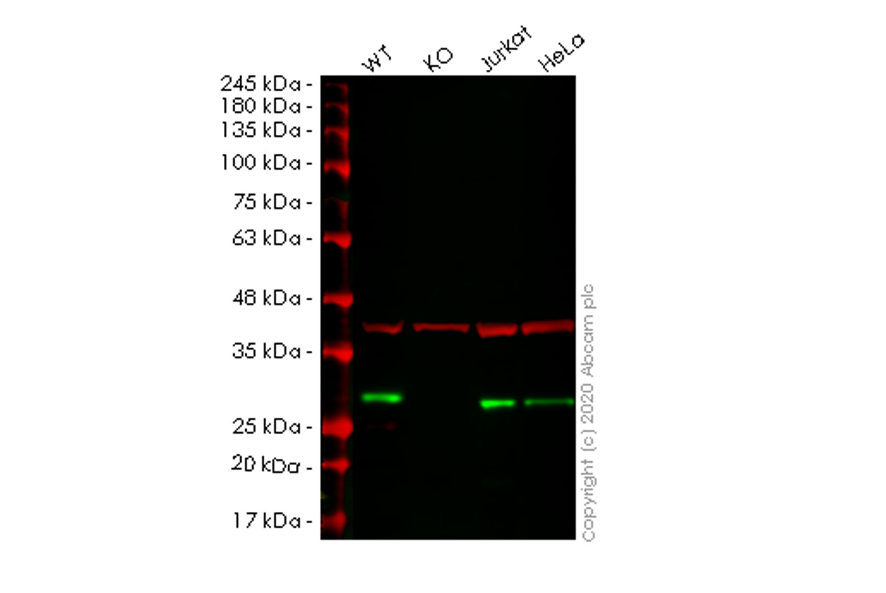 Western blot - Human ARHGDIA (RhoGDI) knockout HEK-293T cell lysate (AB257356), expandable thumbnail