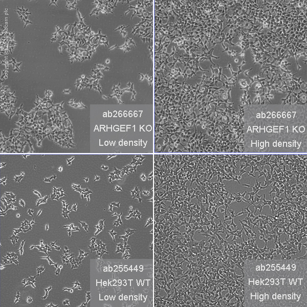 Cell Culture - Human Arhgef1 (p115-RhoGEF) knockout HEK-293T cell line (AB266667), expandable thumbnail