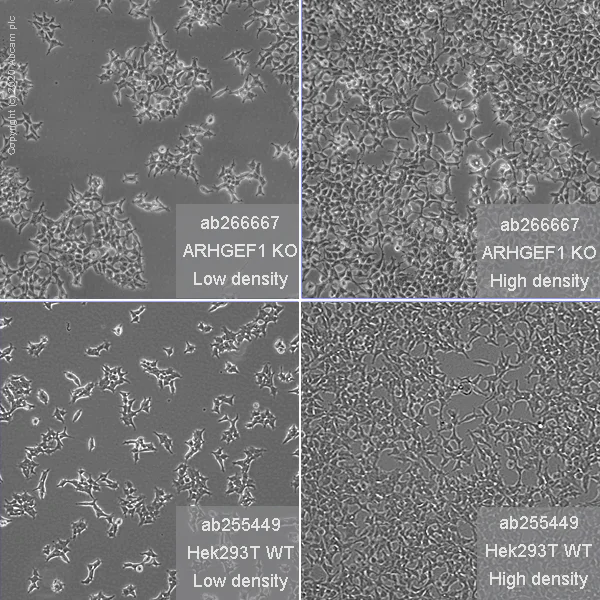Cell Culture - Human Arhgef1 (p115-RhoGEF) knockout HEK-293T cell line (AB266667)
