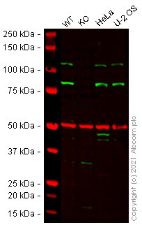 Western blot - Human Arhgef1 (p115-RhoGEF) knockout HEK-293T cell lysate (AB257842), expandable thumbnail