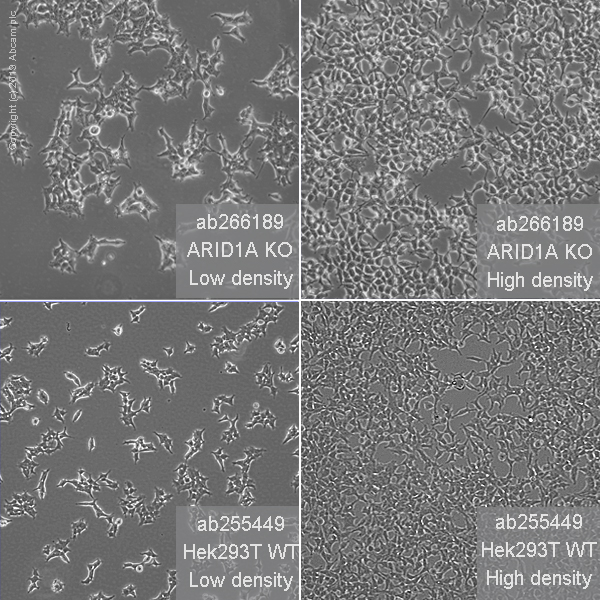 Human ARID1A knockout HEK-293T cell line