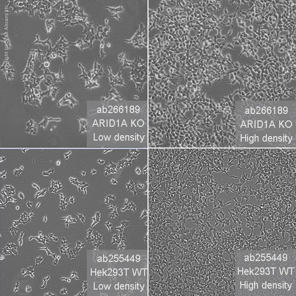 Cell Culture - Human ARID1A knockout HEK-293T cell line (AB266189)