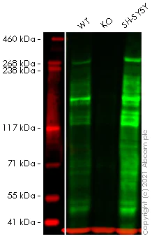 Western blot - Human ARID1A knockout HEK-293T cell lysate (AB257250)