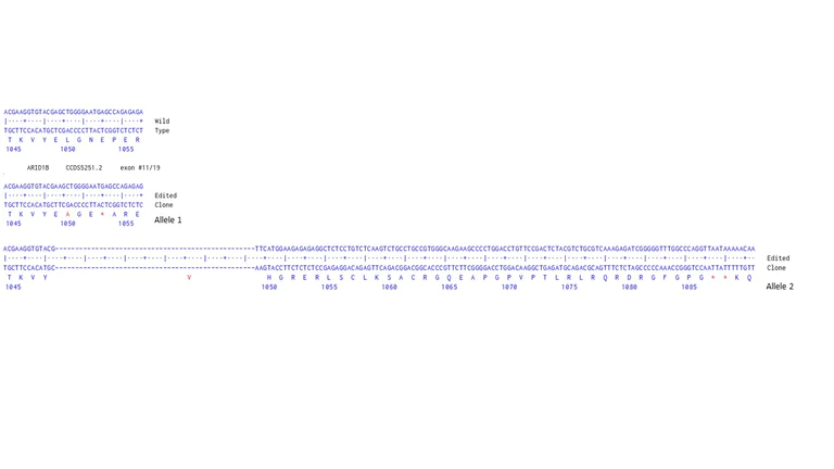 Next Generation Sequencing - Human ARID1B knockout HCT116 cell line (AB287219)