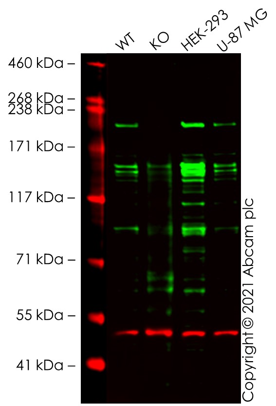 Western blot - Human ARID2 knockout HeLa cell line (AB265137)